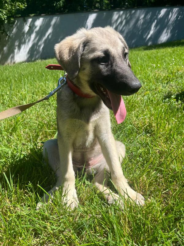 PEPITA BELLISSIMA CUCCIOLA Foto 6